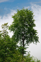 Spring tree on cloudy blue sky background