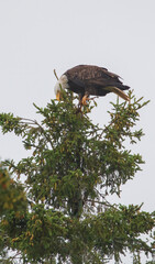 Bald eagle in pine evergreen tree