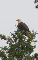 Bald eagle in pine evergreen tree