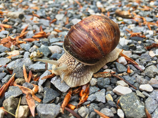 Gamisch - Partenkirchen - Weinbergschneck - Makro