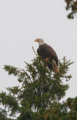 Bald eagle in pine evergreen tree