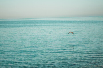 Fototapeta na wymiar Seagull by the sea