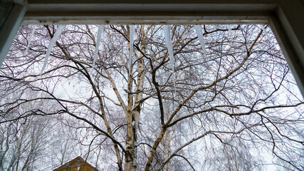 View of birch and icicles on roof at thaws and frosts through old window frame