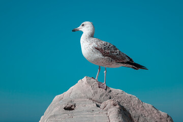 Seagull by the sea