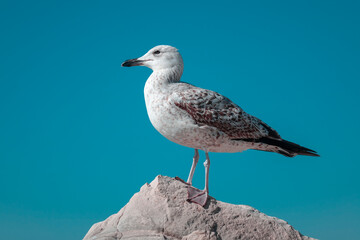 Seagull by the sea