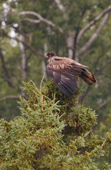 Bald eagle in pine evergreen tree