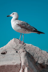 Seagull by the sea