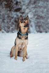 German Sheperd dog winter snow