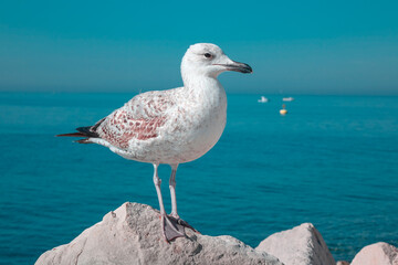 Seagull by the sea