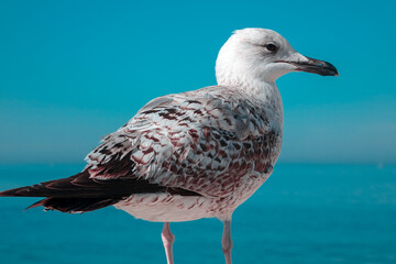 Seagull by the sea