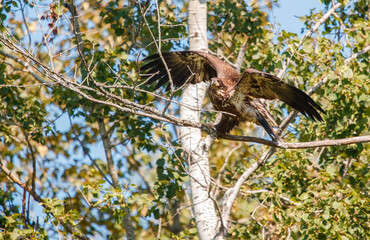 Bald eagle in pine evergreen tree