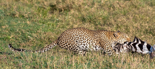 Leopardin zieht totes Zebra