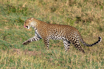 Leopardin