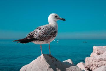 Seagull by the sea