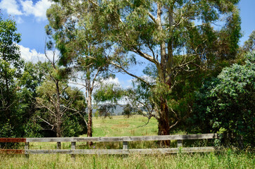 trees in a field