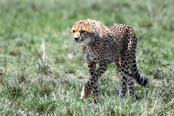 Gepard in Bewegung © renatehenkel