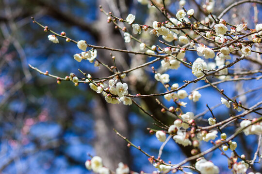 The plum blossom that blooms in winter is the national flower of Taiwan 