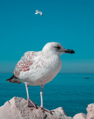 Seagull by the sea