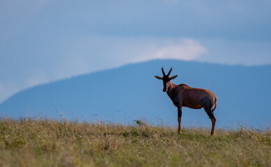 Topi vor Landschaft