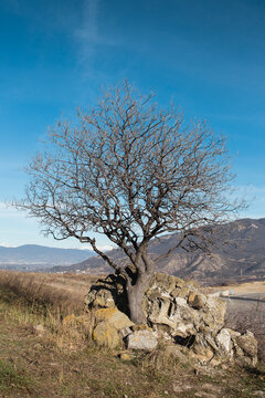 Lonely old tree without leaves in the mountains in winter - nature of the Caucasus