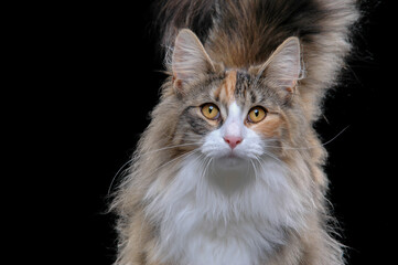 Stunning portrait of a cat. Norwegian forest cat in studio, looking straight into lens. with black background.
