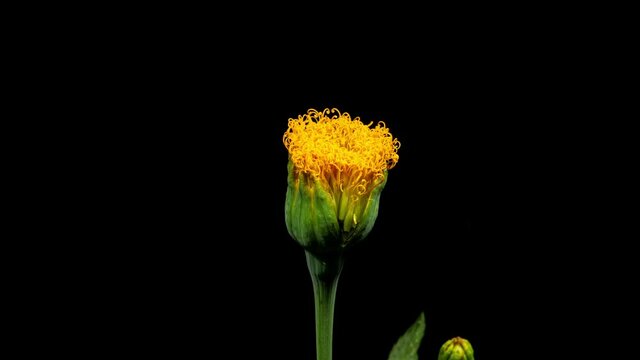 Orange Tagets Flower Bloom it Time Lapse on a Black Background. Beautiful Marigold Flower Close Up. Timelapse of Marigold Flower Blooming