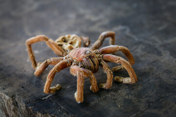 large brown spider on dark wood
