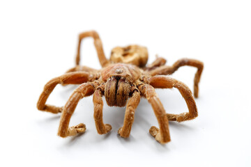 close up of large hairy spider look like tarantula on white background
