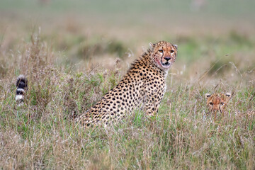 Gepard beim Fressen © renatehenkel
