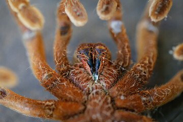 close up of front of large hairy spider
