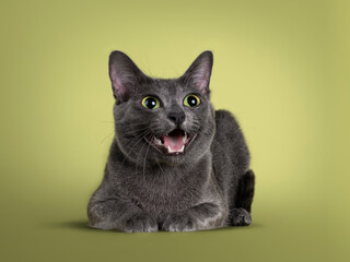 Cute Korat cat, laying down side ways facing front. Looking beside and away from camera with amazing green eyes. Mouth open saying meow. Isolated on a pastel soft green solid background.