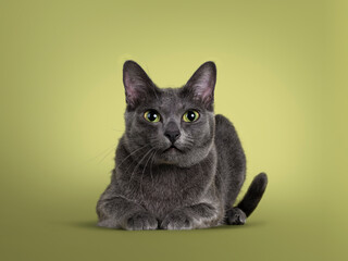 Cute Korat cat, laying down side ways facing front. Looking straight to camera with amazing green eyes. Isolated on a pastel soft green solid background.