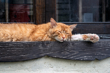 Fototapeta premium A pet cat sleeping on a windowsill