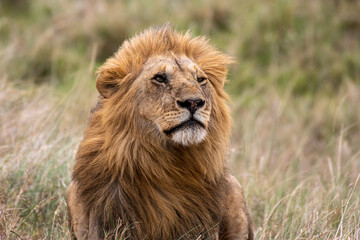 Löwenportrait