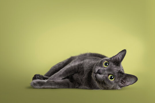 Cute Korat cat, laying down side ways facing front. Looking towards camera with amazing green eyes. Isolated on a pastel soft green solid background.