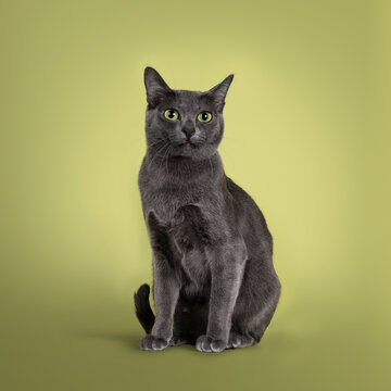 Cute Korat cat, sitting up facing front. Looking towards camera with amazing green eyes. Isolated on a pastel soft green solid background.