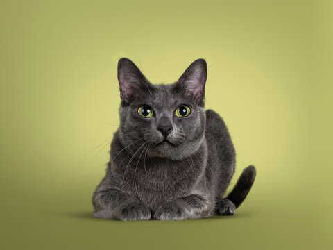 Cute Korat cat, laying down side ways facing front. Looking straight to camera with amazing green eyes. Isolated on a pastel soft green solid background.