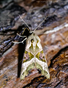 Die Achateule, oder auch Mangoldeule (Phlogophora meticulosa)