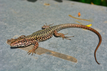 Naklejka premium Gardasee - eine Eidechse
