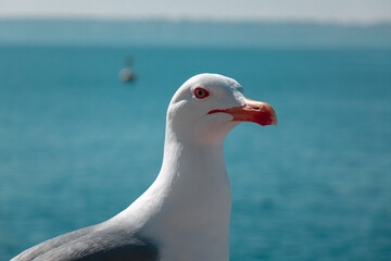Seagull by the sea