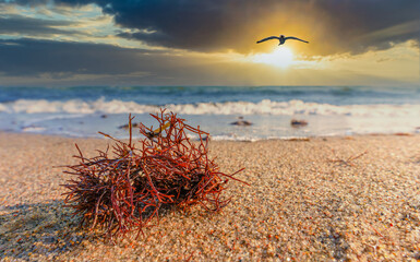 Ostsee -Strand zum Sonnenuntergang mit See Gras im Vordergrund