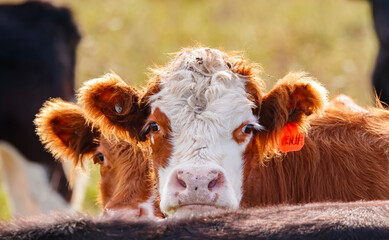Close up of cattle in field