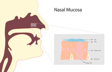 Nasal mucosa ilustration. Cells and structures in the Nsal mucosa.