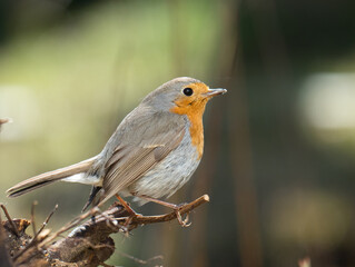 Das Rotkehlchen (Erithacus rubecula)