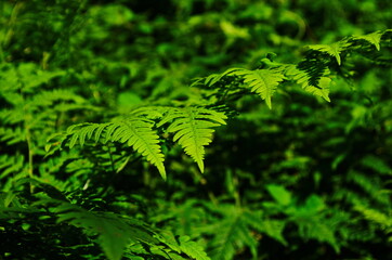 macro Photo of green fern petals. Fern on the background of green plants.