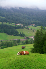 cows on a meadow