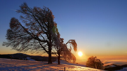 Sonnenuntergang am Schauinsland mit Wetterbuche, schneebedecktem Feld und Nebel im Tal