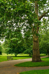 trees in the park