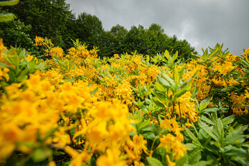 yellow rhododendron in the mountains of the south Caucasus