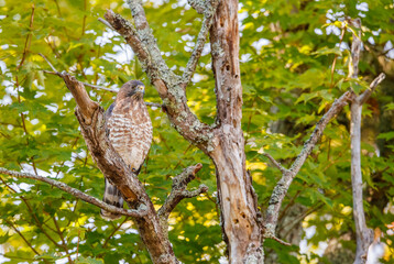 Cooper's hawk perched on tree branch